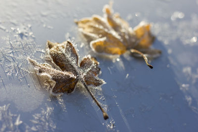 Close-up of frozen leaf on land