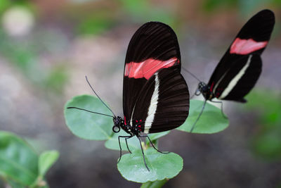 The red postman, heliconius erato, close-up of the butterfly