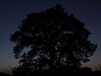 Low angle view of silhouette trees against sky at night