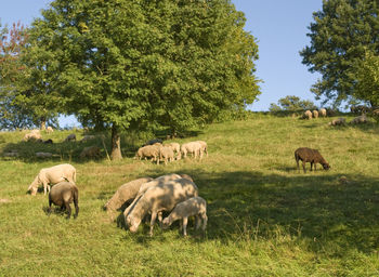 Sheep grazing in a field