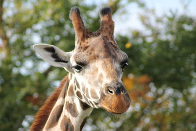 Close-up of giraffe in zoo