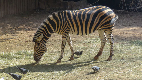 Zebras in a zoo