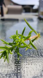 Close-up of fresh green plant