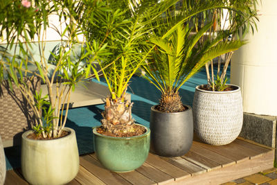 A variety of pots with decorative exotic plants.