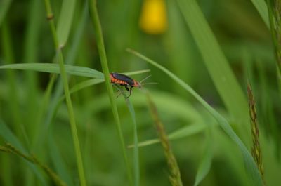 Close-up of insect on grass