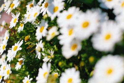 Close-up of white daisy flowers