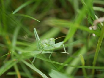 Close-up of grasshopper on plant