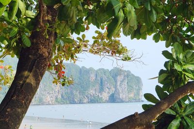 Trees on beach