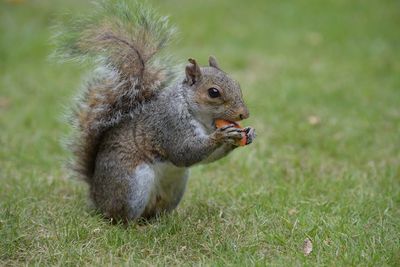 Close-up of squirrel eating nut