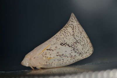 Close-up of seashell on table against black background