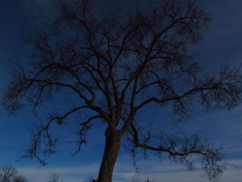 Low angle view of bare tree against sky