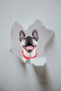 Portrait of a dog over white background