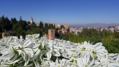 Close-up of white flowering plants against clear sky