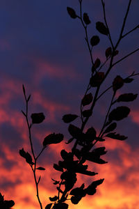 Low angle view of silhouette plant against sky at sunset