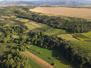 Scenic view of agricultural field