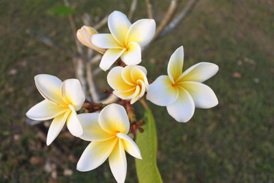 Close-up of white frangipani flowers