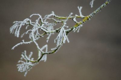 Close-up of plant