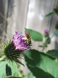 Close-up of bee pollinating on flower