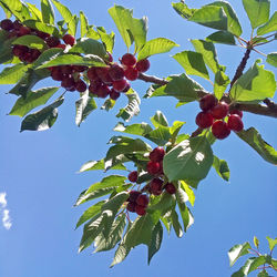 Low angle view of berries on tree against blue sky