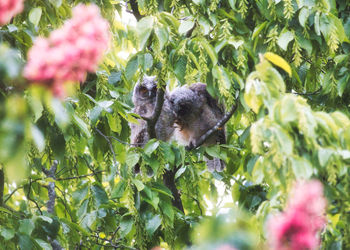 Monkeys in a green plants