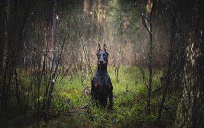 Full length of a dog in forest