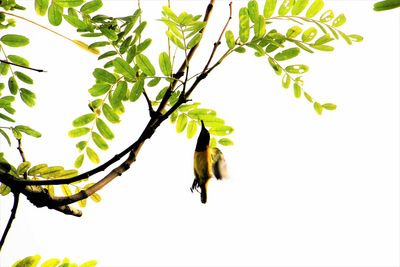 Low angle view of lizard on tree