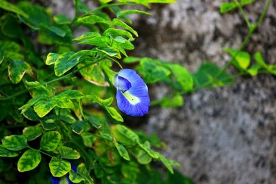 Close-up of purple flowering plant