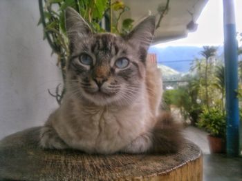 Portrait of cat on tree