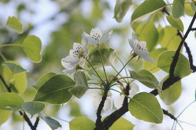 Close-up of insect on white flowering plant