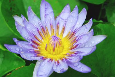 Close-up of wet flower blooming outdoors