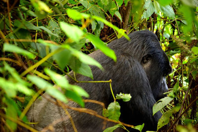 Close-up of an animal on land