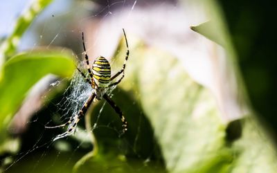 Close-up of spider on web