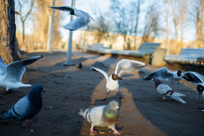 Seagulls flying