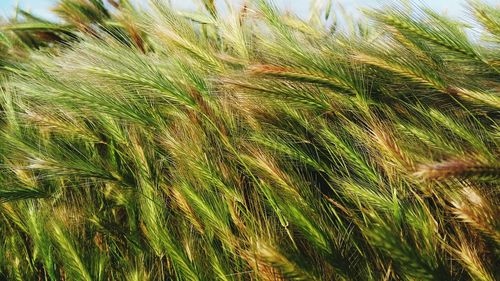 Full frame shot of wheat field