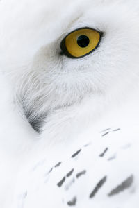 Portrait of a young snowy owl bubo scandiacus taken at a wildlife park at budaörs, hungary.