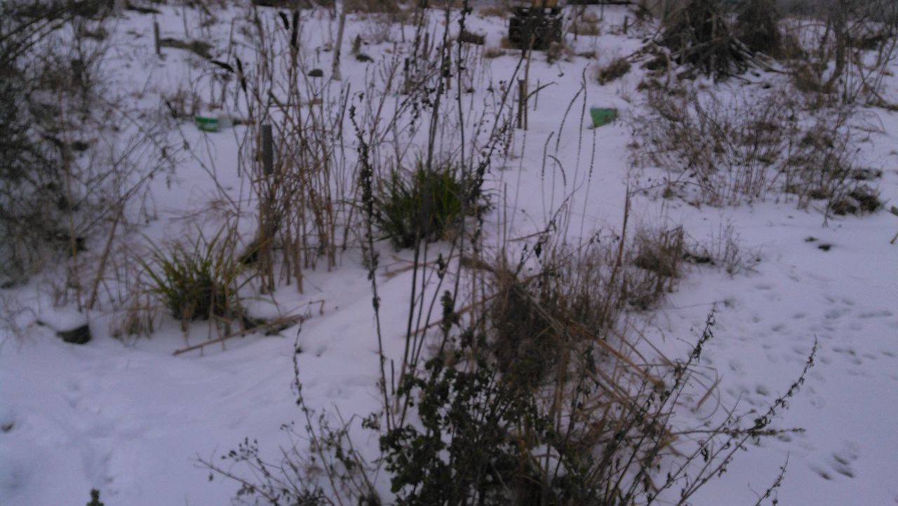 PLANTS ON SNOW COVERED LAND