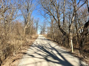 Road amidst bare trees in forest