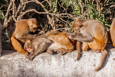 Close-up of lion eating