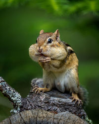 Close-up of squirrel on tree