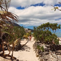 Trees on beach against sky