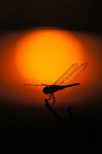 Close-up of insect on orange sunset