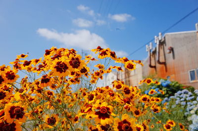 Close-up of yellow flowering plants against sky