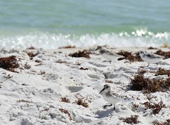 Birds on shore at beach