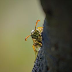 Close-up of insect