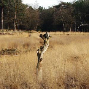 Man jumping on tree