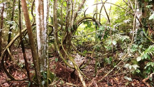 Trees growing in forest