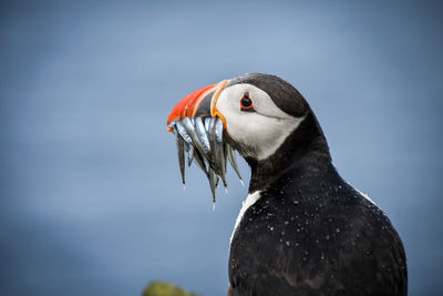 Close-up of a bird