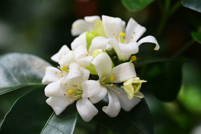 Close-up of white flowering plant