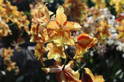 Close-up of yellow flowering plant