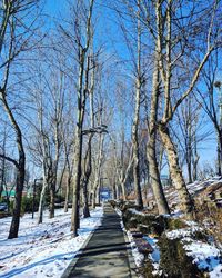 Road amidst bare trees during winter